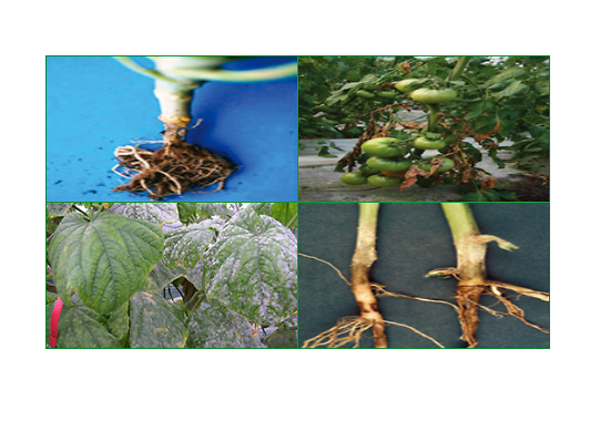 FUNGICIDE MANAGEMENT - FUNG-KILL