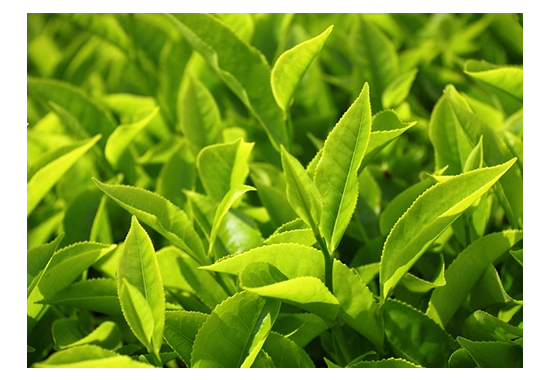 Cosmetic material: green tea water