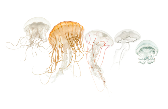 Jellyfish Extract